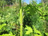 Thumbnail IMG_1693.JPG 