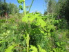 Thumbnail IMG_1694.JPG 