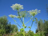 Thumbnail IMG_1695.JPG 