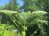 Thumbnail IMG_1696.JPG 