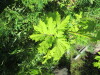 Thumbnail IMG_1697.JPG 