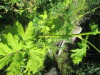 Thumbnail IMG_1698.JPG 