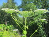 Thumbnail IMG_1700.JPG 