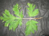 Thumbnail IMG_1763.JPG 