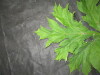 Thumbnail IMG_1764.JPG 