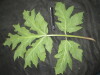Thumbnail IMG_1765.JPG 