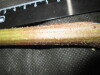 Thumbnail IMG_1766.JPG 