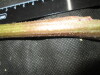Thumbnail IMG_1767.JPG 