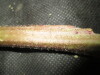 Thumbnail IMG_1768.JPG 