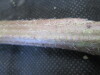 Thumbnail IMG_1769.JPG 