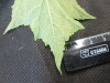 Thumbnail IMG_1771.JPG 