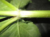 Thumbnail IMG_1773.JPG 