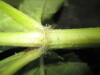 Thumbnail IMG_1774.JPG 