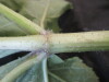 Thumbnail IMG_1775.JPG 