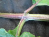 Thumbnail IMG_1776.JPG 