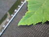 Thumbnail IMG_1777.JPG 