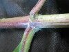 Thumbnail IMG_1779.JPG 