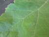Thumbnail IMG_1780.JPG 