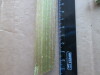 Thumbnail IMG_1784.JPG 