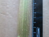 Thumbnail IMG_1785.JPG 