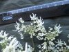 Thumbnail IMG_1786.JPG 