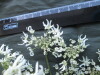 Thumbnail IMG_1787.JPG 