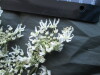 Thumbnail IMG_1788.JPG 
