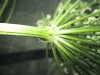 Thumbnail IMG_1791.JPG 