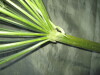 Thumbnail IMG_1794.JPG 