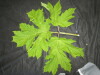 Thumbnail IMG_1797.JPG 