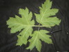 Thumbnail IMG_1798.JPG 