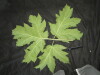 Thumbnail IMG_1799.JPG 