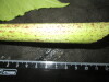 Thumbnail IMG_1800.JPG 