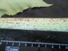 Thumbnail IMG_1801.JPG 