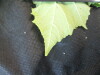 Thumbnail IMG_1805.JPG 