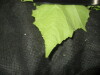 Thumbnail IMG_1806.JPG 