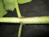 Thumbnail IMG_1807.JPG 
