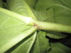 Thumbnail IMG_1808.JPG 