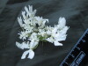 Thumbnail IMG_1809.JPG 