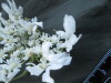 Thumbnail IMG_1810.JPG 