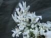 Thumbnail IMG_1811.JPG 