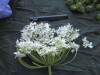 Thumbnail IMG_1812.JPG 