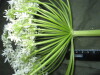 Thumbnail IMG_1813.JPG 