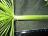 Thumbnail IMG_1814.JPG 