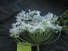 Thumbnail IMG_1817.JPG 
