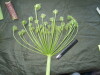 Thumbnail IMG_1820.JPG 