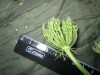 Thumbnail IMG_1821.JPG 