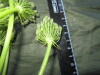 Thumbnail IMG_1822.JPG 