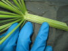 Thumbnail IMG_1823.JPG 