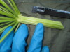 Thumbnail IMG_1824.JPG 